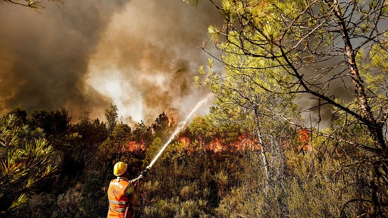 Yalova’da Orman Yangını