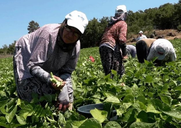 Badalan Fasulyesi Toprakla Buluştu, Çiftçiye Umut Oldu