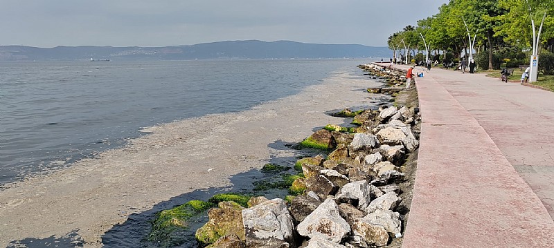 Kocaeli Karamürsel sahilinde müsilaj görüldü