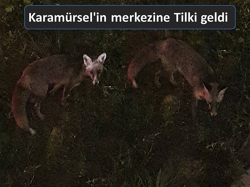Karamürsel'in merkezine Tilki geldi