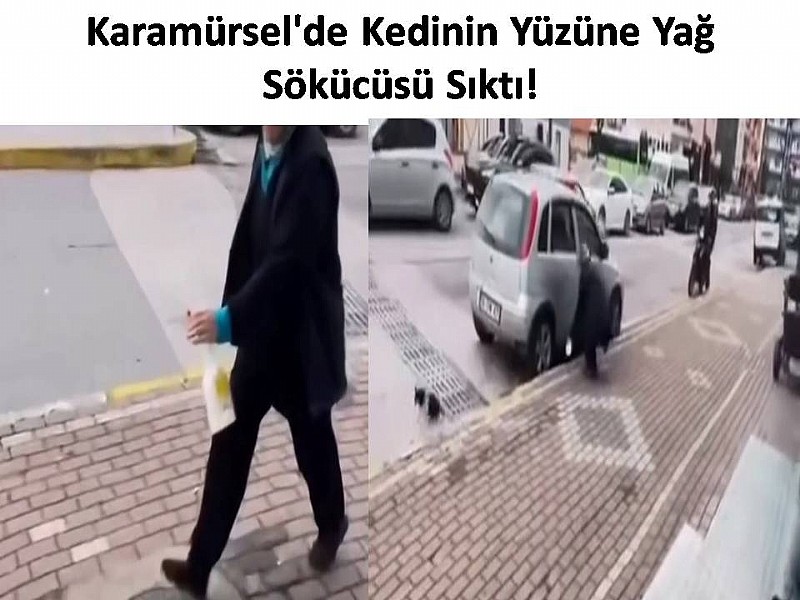 Karamürsel'de Kedinin Yüzüne Yağ Sökücüsü Sıktı! 