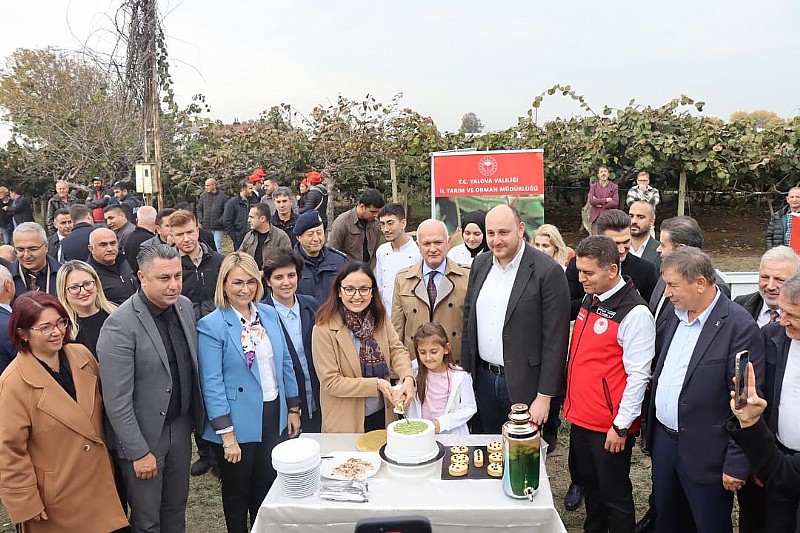 Yalova Subaşı’ nda Kivi Hasat Töreni